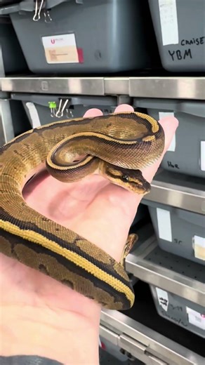 Hurricane Gstripe FTW