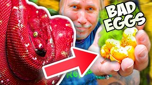 My green tree python laid rotten eggs!