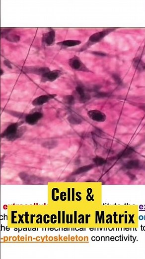 What is the Extracellular Matrix (ECM)? | How Cells Live and Communicate - Biomaterials Engineering