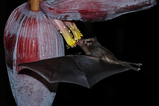 7 Things Bats Like to Eat Most (Diet & Facts)