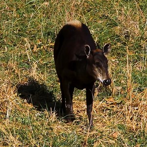 Did you know that a duiker is a species of antelope? Unlike typical antelopes you might see in a grassland, duikers are adapted to live in wooded areas. Blank Park Zoo is home to two yellow-back duiker Sammie and Mochi. Duiker are off exhibit during the colder months. | Blank Park Zoo