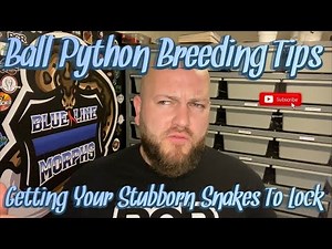 Ball Python Breeding Tips: Tricks To Get Your Snakes To Lock!