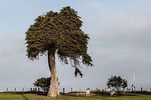 The Tree That Might Have Inspired Dr. Seuss' 'The Lorax' Has Died