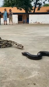 Python vs electril eel | Lalit Kumar