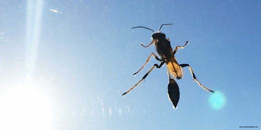 Windows Kernel Debugging - WinDbgX Setup