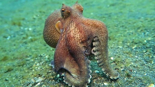 See how this coconut octopus moves in a strange way. It's possible it is holding prey or it could be mimicking another creature - a skill the octopus is very good at. | National Geographic UK