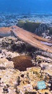 Beautiful giant octopus swimming on the reef table 🦑 #octopus #octopues #MarineLife #NatureIsAmazing #Cephalopod #uwphotography #underwaterphotography #diving #scuba #marinelife #NatureWonders #UW #marriedlife #reelsvideoシ #underwaterworld #virals #underwaterlife #underwatervideo | Red Sea Diving