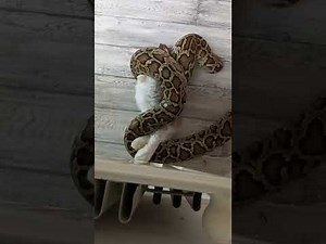 burmese python constrict and eat rabbit