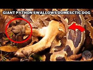 Python vs. Dog: Giant Python Swallows Domestic Dog Whole 🐍🐶 | Shocking Jungle Encounter!