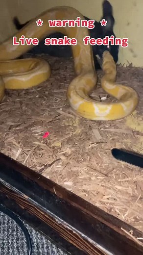 Reticulated Python Feeding - Live Snake Feeding Video