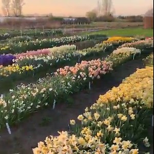 34K views · 522 shares | When I first started growing flowers I...