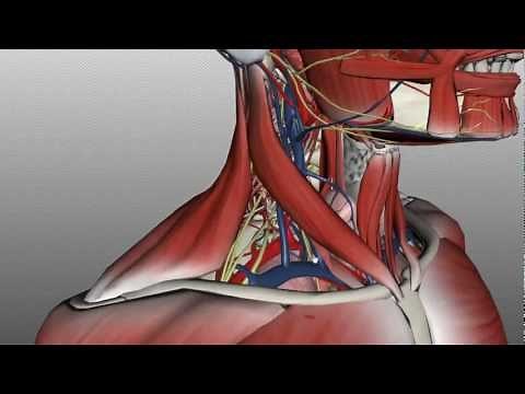 Neck Anatomy - Organisation of the Neck - Part 2