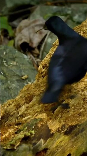 Watch a Crow Use Tools Like a Genius!