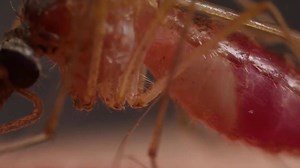 Watch A Close-Up Of A Mosquito Opening You Up With Its Horrifying Surgical Tools If you didn't hate mosquitoes before, you'll definitely hate them once you see what they do to you: http://buff.ly/1sJyjy6 | Fast Company