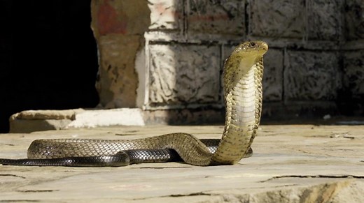 Snakes Evolved Out of Their Legs—but They Still Have the Gene