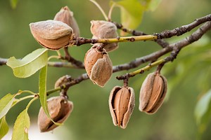 Almond Tree Guide: How to Plant and Grow an Almond Tree - 2026 - MasterClass