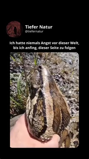 Tiefer Natur on Instagram: "Lerne die Schlange kennen, die niemals aufhört zu wachsen 🐍📏 Der Netzpython ist die längste Schlange der Erde 🌍 und erreicht häufig 7–8 Meter Länge (23–26 ft). Der längste zuverlässig gemessene Python war unglaubliche 10 Meter lang — länger als ein Linienbus 🚌 Der schwerste dokumentierte Python, ein Tigerpython, wog über 113 Kilogramm und war so dick, dass zwei Erwachsene ihn nicht komplett mit den Armen umfassen konnten 💪 🔎 Jagd und Sinne Pythons verlassen sich