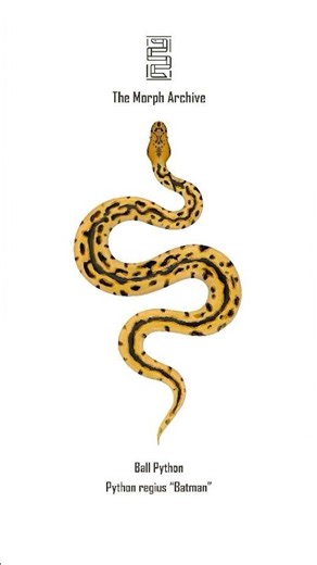 Illustration of the Batman Ball Python by The Morph Archive / Mingo Art