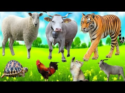 Adorable Farm Animals Sounds: Cow, Goat, Sheep, Dog, Cat & Horse | Cute & Relaxing Video