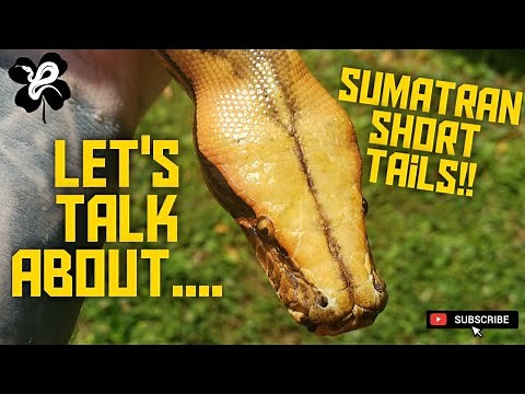 Sumatran Short Tail Pythons!! The AMAZING Python Curtus!!