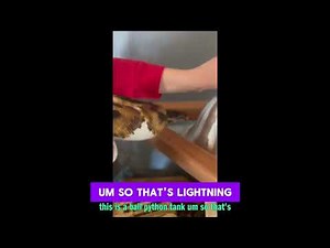 Ultimate Ball Python Tank Setup Guide for Beginners #PythonCare #ReptileEnthusiast