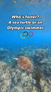2.5K views · 24 reactions | Who’s faster? An Olympic swimmer or a sea...