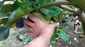 6.8K views · 371 reactions | Very short/dwarf pomelo fruit tree☺ | Grafting Examples | Facebook