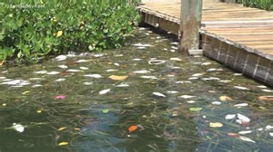 Red tide: 3.4 million pounds of marine life removed from Pinellas County