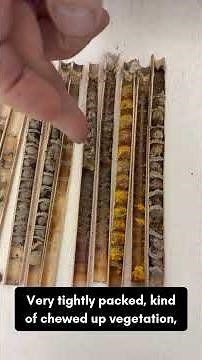 Unexpected Bee Cocoons Reveal Hidden Biodiversity