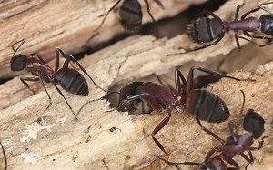 How Do You Keep Winged Carpenter Ants Out of Your Home?