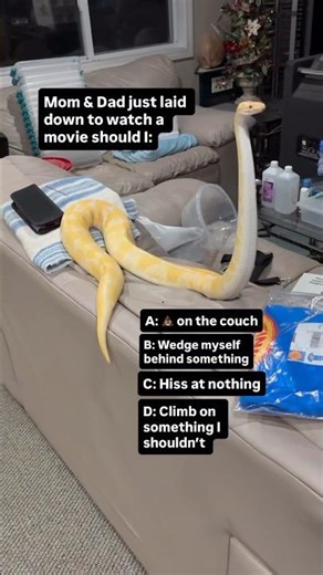 What’s your Ball Python doing in this situation🐍😂🫶