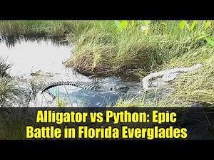 Alligator vs Python: Epic Battle in Florida Everglades