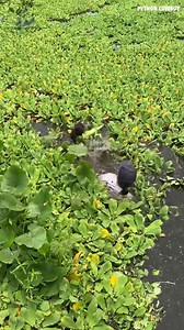2 bird dogs just having fun out here! | Python Cowboy Hunts