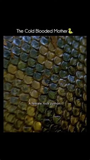 Animal Documentary & Science Concepts on Instagram: "🐍 Female Rock Python (Indian Rock Python) The female rock python (Python molurus) is one of the largest and most powerful snakes in the Indian subcontinent and is especially notable for being larger than males. 📏 Size & Appearance 🔹Females usually grow longer and heavier than males 🔹Average length: 3–4 meters (10–13 ft) 🔹Large females can exceed 5 meters (16+ ft) 🔹Thick, muscular body with brown, tan, and yellow blotched patterns for cam