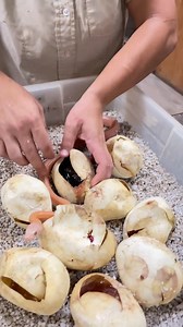 Reticulated pythons are the longest snakes in the world, and these are some of our brand new babies compared to huge adults! | The Reptile Zoo