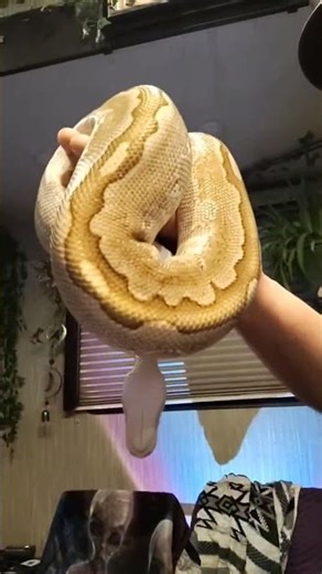 Random Short from Live with Pastel Bamboo paradox ball python!? #reptiles #ballpython #random