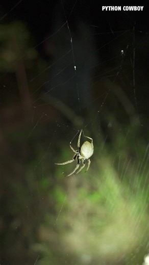 28K views · 284 reactions | If you come out on these islands, you can’t be afraid of spiders… They’re everywhere! Hanging from the trees, across the trails, feels like walking through a web obstacle course sometimes. Part of the Florida experience! | Python Cowboy Hunts | Facebook