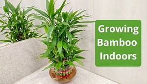 Growing Bamboo Indoors: Guidelines & Best Varieties To Try