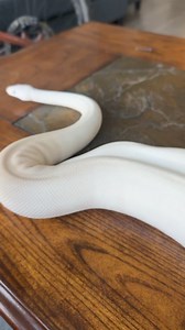 Boop the snoop type of day. #ballpython #ballpythons #ballpythonmorphs #royal Python #ballpythonsofinstagram #python #pythons #snake #snakes #snek #reptile #reptiles #reptilesofinstagram #reptilelover #reptilekeeper #pet #pets #daily #instagram #tiktok #reels #cute #fun #happy #ballpythonsoftiktok #boise #idaho | Black Lake Reptiles