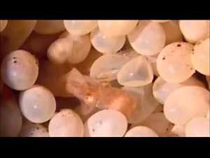 Octopuses are born - Have you ever seen thousands of octupus babies hatching In early spring, octopuses move closer to the shore to mate. Two months after mating, the female releases 100,000-500,000 eggs. She spends her time cleaning the eggs, providing oxygen by squirting water, and fending off predators. Read more: http://www.animalfactguide.com/animal-facts/common-octopus/#sthash.DMXcvjDv.dpuf | Oxford University Scientific Society