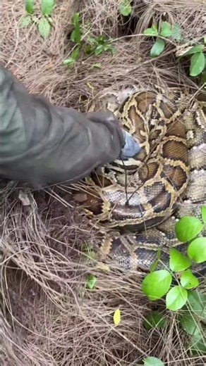 why does a female python become aggressive during egg-laying? #shorts
