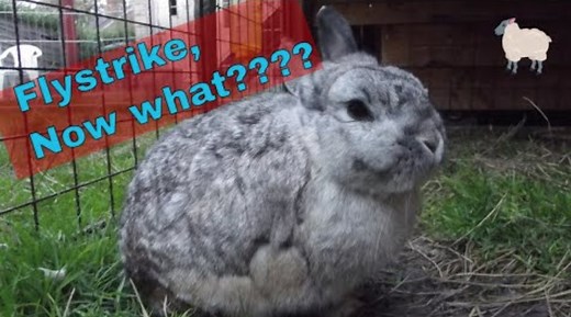 How to Treat Flystrike in Rabbits at Home