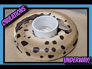 Blood, Ball and Short Tail Pythons Breeding Season So Far!