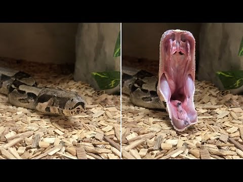 Python Yawns Showing Its Huge Mouth