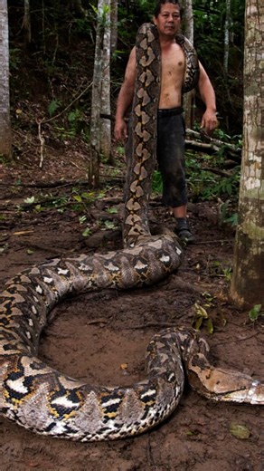 Longest verifiably measured wild snake 🐍 7.22 m (23 ft 8 in) from head to tail - a female reticulated python, named Ibu Baron (“The Baroness”). She was recently discovered in the Maros region of Sulawesi, Indonesia, in late 2025 and measured by Diaz Nugraha and Radu Frentiu on 18 January 2026. Ibu Baron is now in the care a local conservationist Budi Purwanto. | Guinness World Records