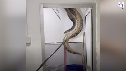 Python crashes through family's bathroom ceiling