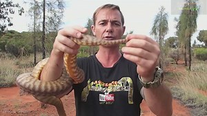Venomous serpent consuming python during hand-fed rodent encounter