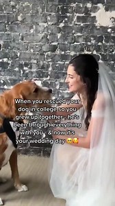 372K views · 29K reactions | This bride and doggo duo is so sweet. ❤️ They grew up together! 沈  TikTok: @FairyTail_PetCare @WeddingWire on TikTok | WeddingWire | Facebook
