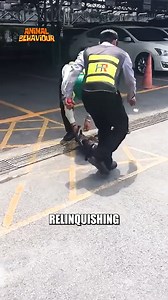 Two Rescuers Saved a Cat from a Python’s Deadly Coils #CatRescue #AnimalRescue #WildlifeEncounter #BraveAct #ViralStories #HeartStoppingMoments #CompassionInAction #AnimalsInNeed #GoodDeeds #UnbelievableMoments | Animals Behavior