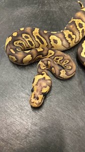 Ball Python Head Stamps #shorts #snakes #ballpython #ballpythons #ballpythonsofinstagram #snakebreeder #ballpythonbreeder #fyp #fypシ | Rodents & Royals